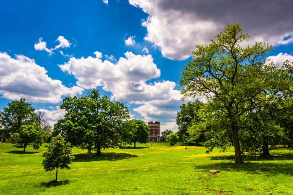 Trees in a field in Druid Hill Park, Baltimore, Maryland.