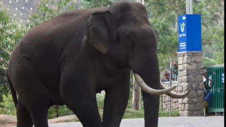 A menudo se ve a Padayappa paseando por Munnar, un pequeño pueblo montañoso en Kerala