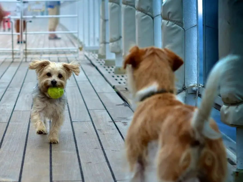 Hunde, die mit ihren Besitzern auf der Terrasse spielen.  - Copyright: Simone Seckington/Cunard Line