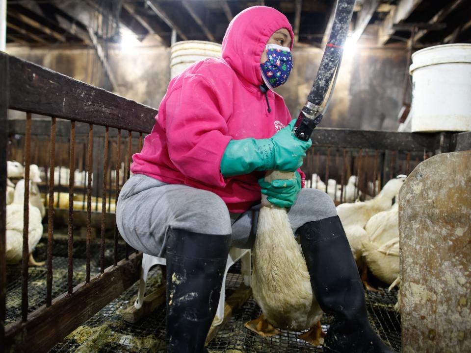 An employee feeds ducks at Hudson Valley Foie Gras in Ferndale, New York, on March 3, 2023.