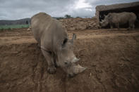 Two rhinos walk in their enclosure in the Attica Zoological Park in Spata, near Athens, on Tuesday, Jan. 26, 2021. After almost three months of closure due to COVID-19, Greece's only zoo could be approaching extinction: With no paying visitors or state aid big enough for its very particular needs, it still faces huge bills to keep 2,000 animals fed and healthy. (AP Photo/Petros Giannakouris)