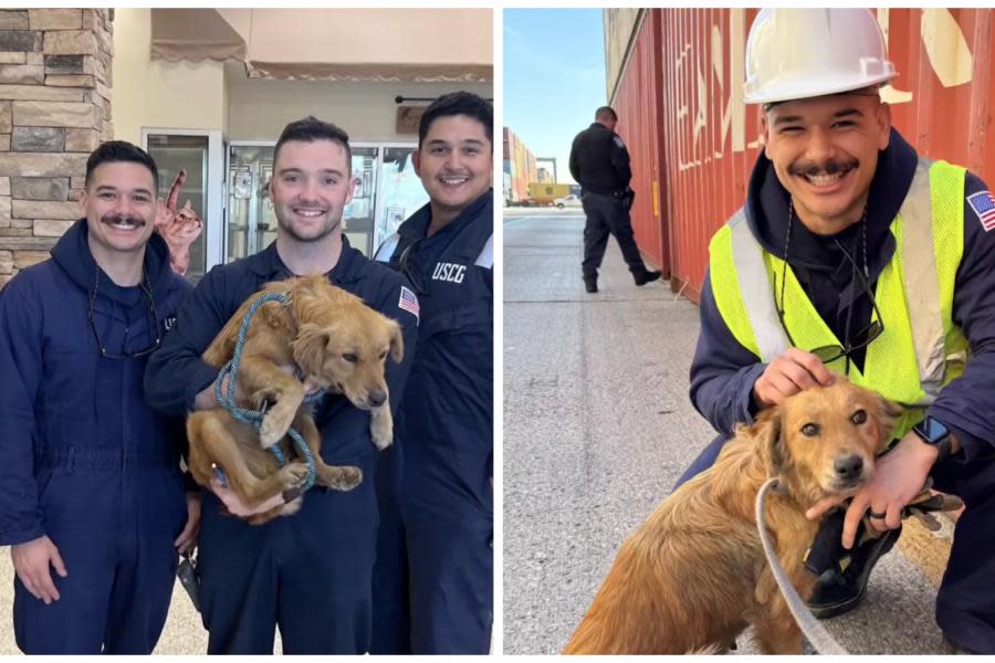 Rescatan a perrito que permaneció atrapado en un contenedor durante 8 días