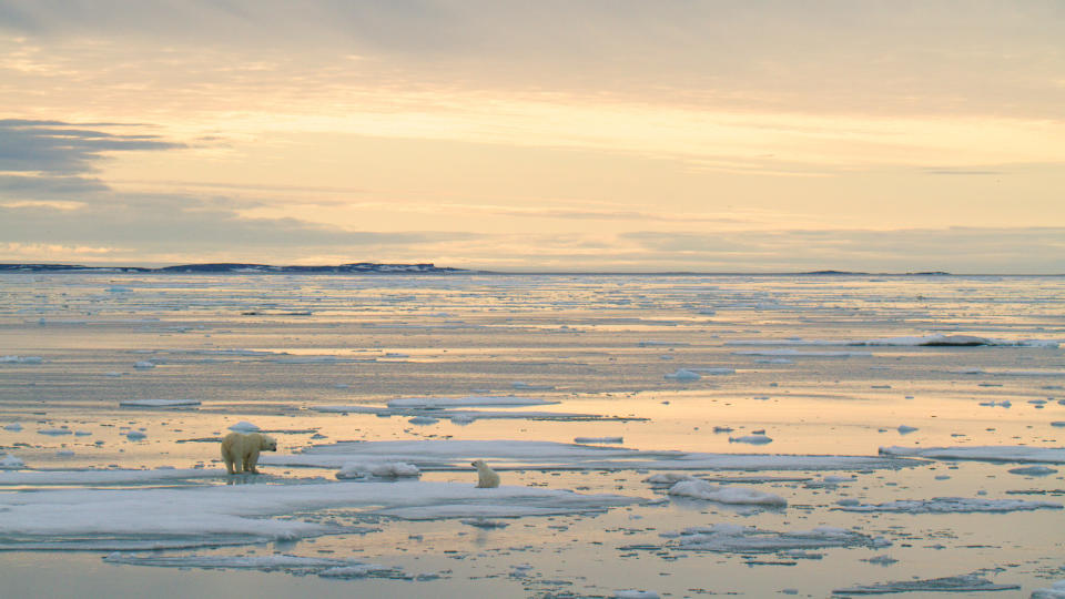 <p> The sea ice that polar bears depend on is vanishing. And while sea ice cover does grow and shrink with the seasons, the cover has been diminishing during both winter and summer months, scientists have found. For instance, in 2019, Arctic sea ice hit its maximum extent on March 13, when it extended some 6 million square miles (15 million square kilometers), which was lower than most of the 40 previous years,&#xA0;according to the National Snow and Ice Data Center&#xA0;(NSIDC). </p>