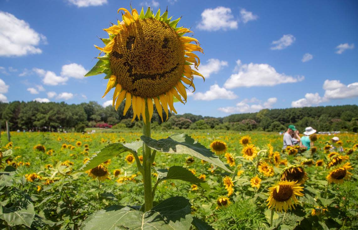 Raleigh’s sunflower season has kicked into high gear. In what has become an annual tradition, the bright yellow flowers draw fans — and their cameras — to Dorothea Dix Park, including this flower on Juluy 18. Families watch their little ones get lost in the fields. Bees and butterflies flit from one bloom to the next. Photographers stage photo sessions in the golden hour. This weekend, look for food trucks on-site. Sunflower Field is off Hunt Drive and is open seven days a week. The flowers only last a few weeks once they’re in full bloom before the City of Raleigh harvests them to process biodiesel. For a map and parking information, go to dixpark.org/sunflowers.