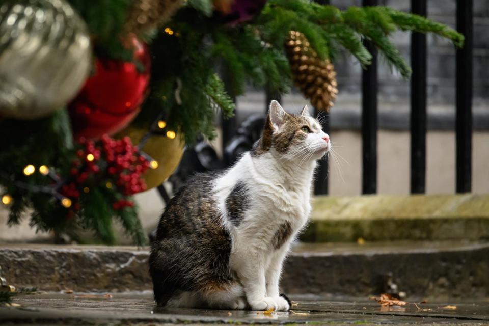 17-year-old Larry has become a popular landmark on Downing Street (Getty Images)