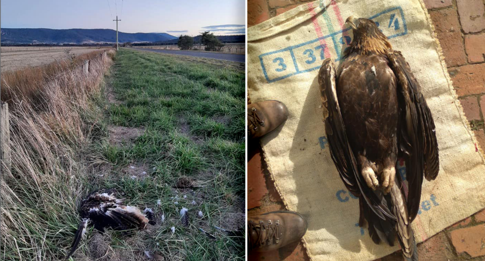 The dead eagle found on the side of the road at Fingal is just one of many rescuers attend to each year. Source: Raptor Rescue 