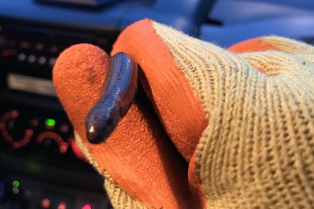 Woman's relaxing bath interrupted by slow worm