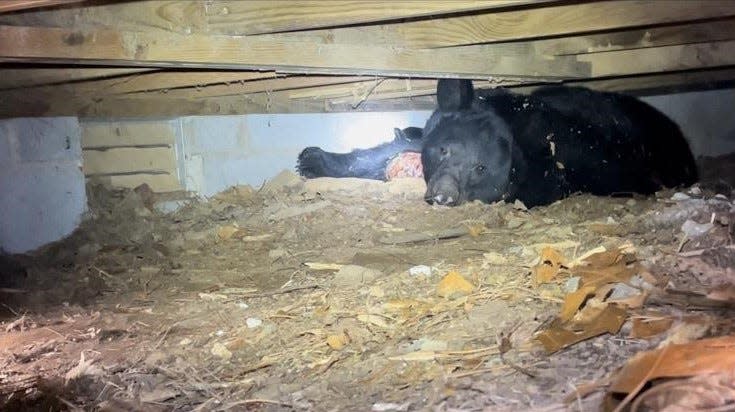 A black bear spotted denning under an Asheville home this winter season by district wildlife biologist Justin McVey.