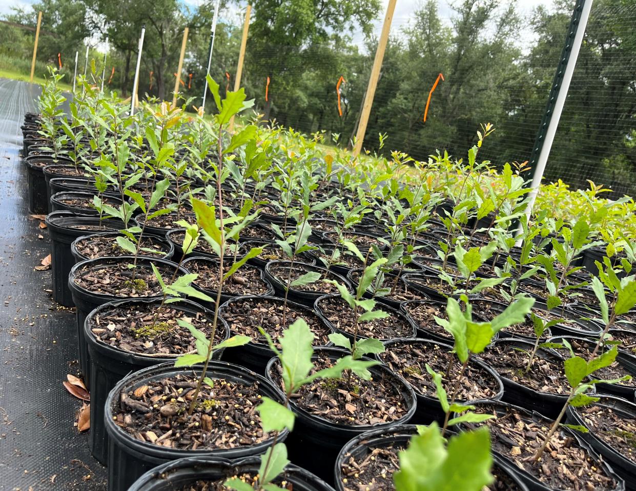 Live oak seedlings are stored in the Savannah Tree Foundation's nursery at the SeaPoint Industrial Terminal Complex in Savannah.