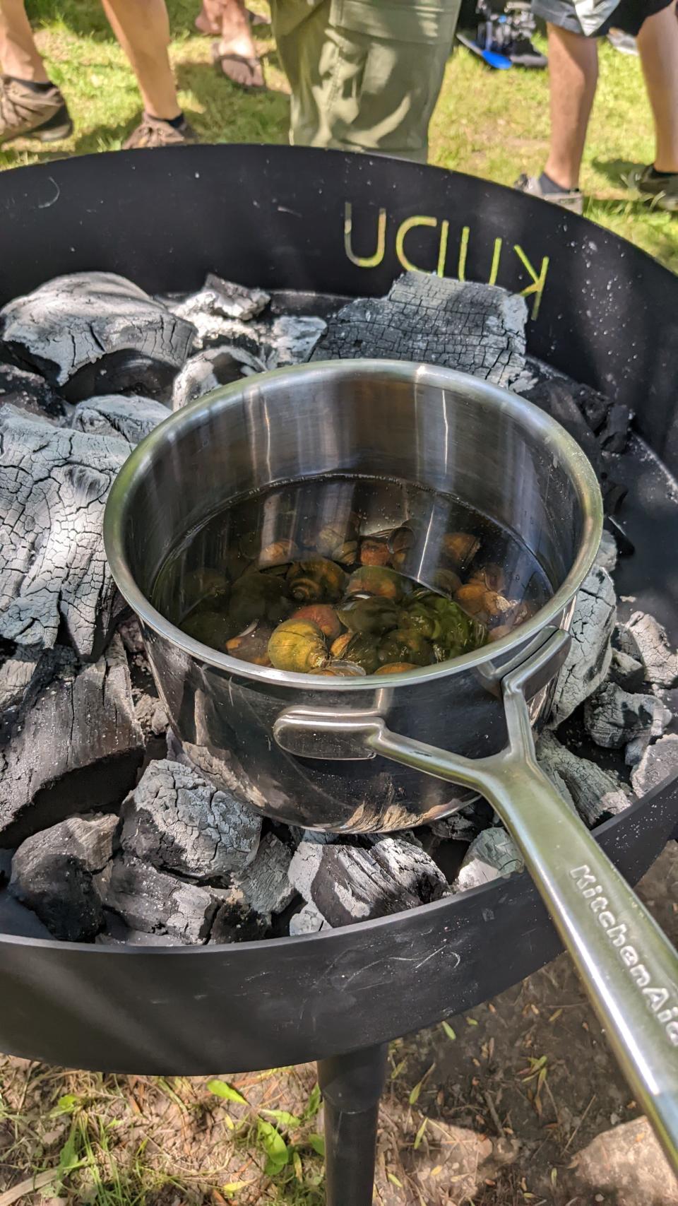 Invasive mystery snails cook in a pot last summer at Clear Lake, made by chef Yia Vang.