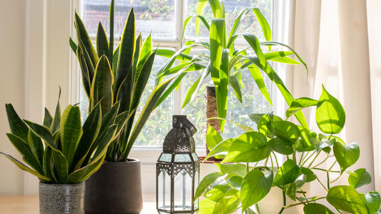  houseplants on windowsill including snake plant and yucca 