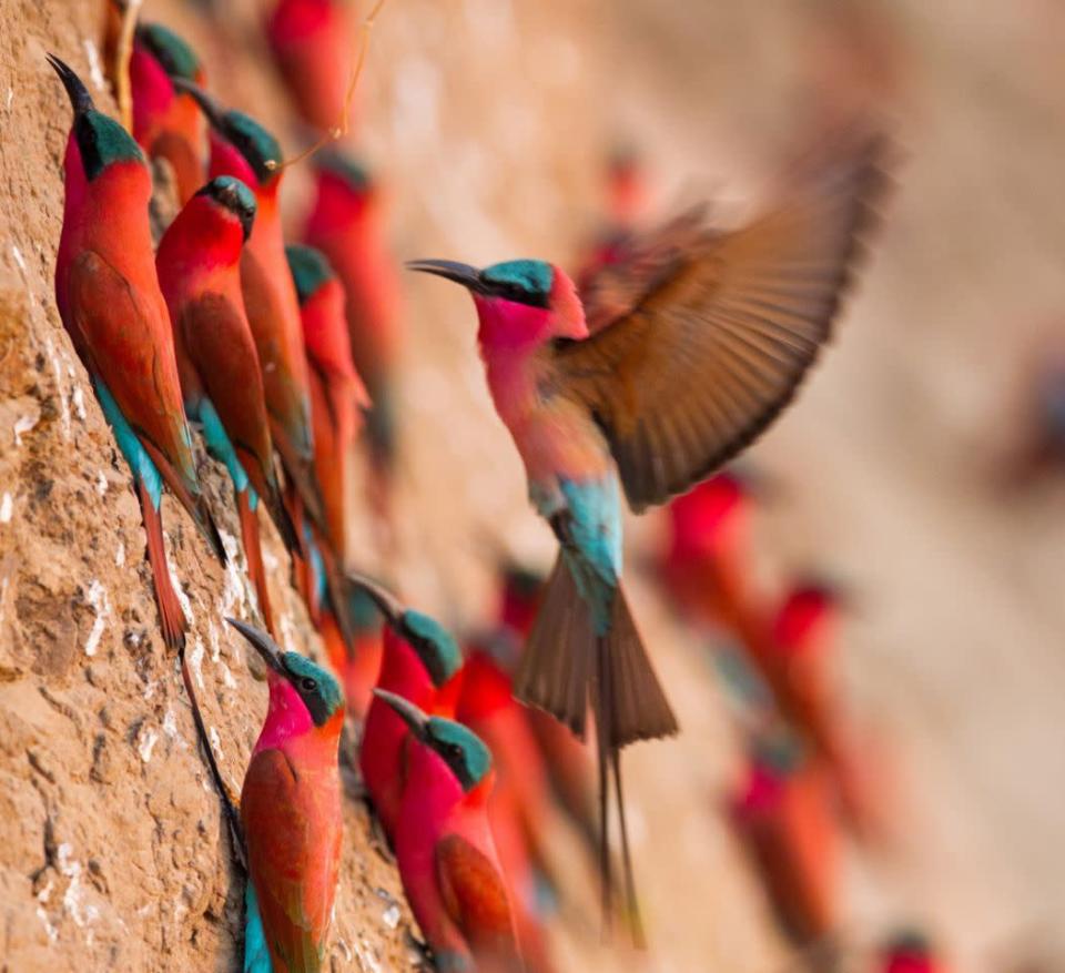 La migration des oiseaux « arc en ciel » (rainbow bird) en Zambie