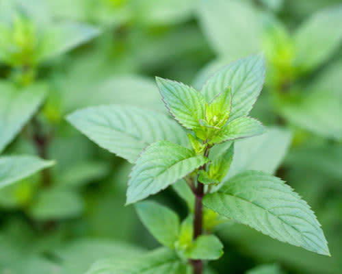 Menta piperita - en inglés pippermint -, una de las especies empleadas en el estudio.