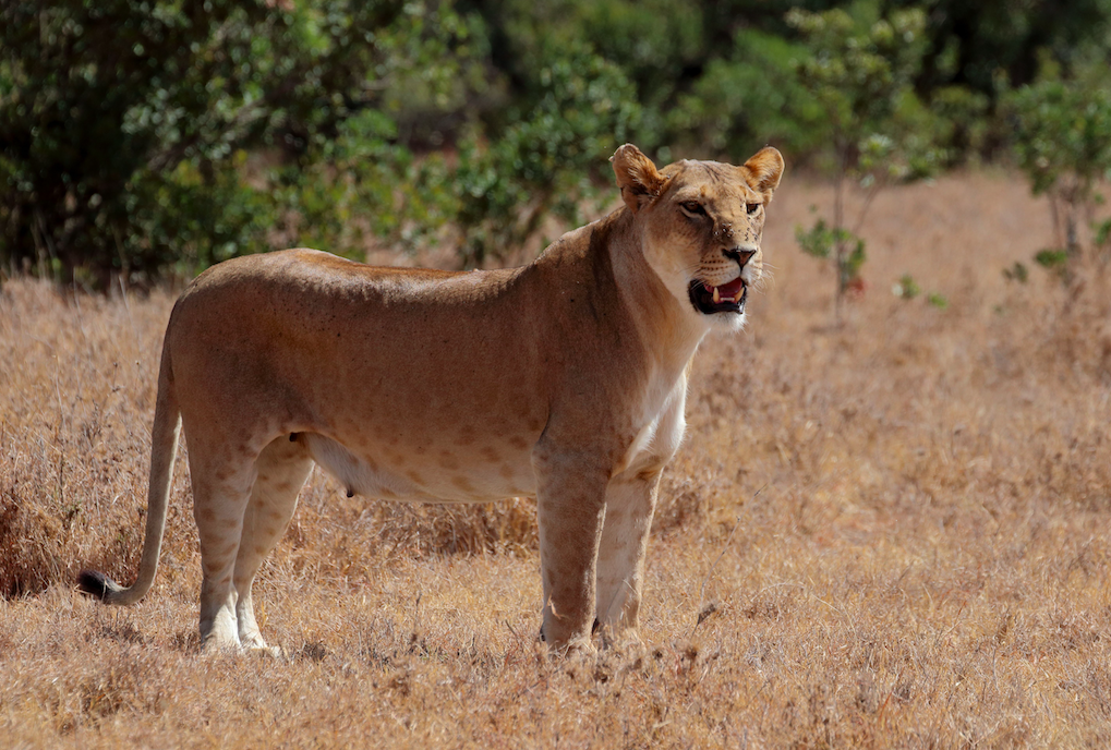 <em>The lion was shot dead after escaping from its enclosure (Rex/stock photo)</em>