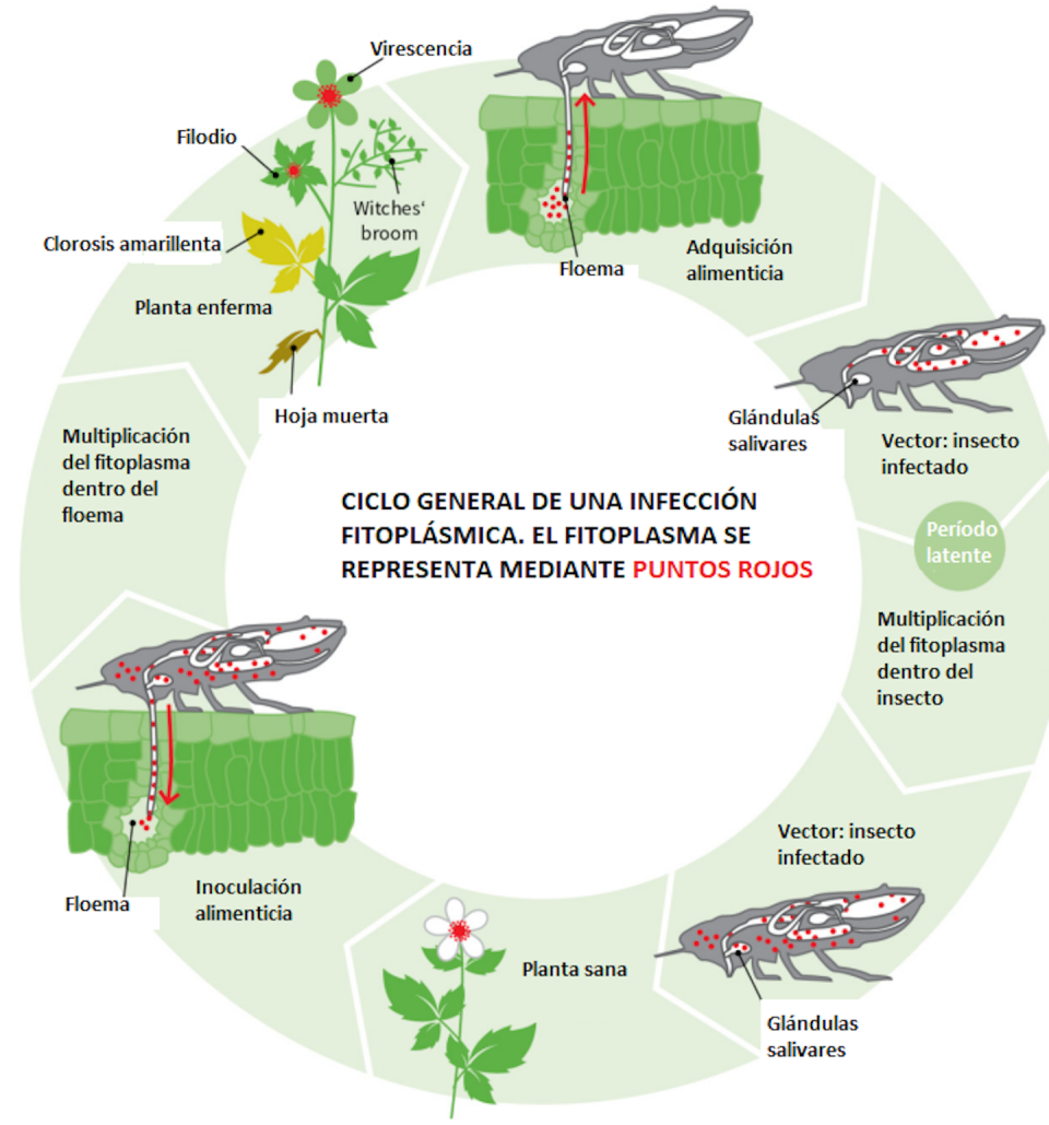 Ciclo del fitoplasma. Manuel Peinado