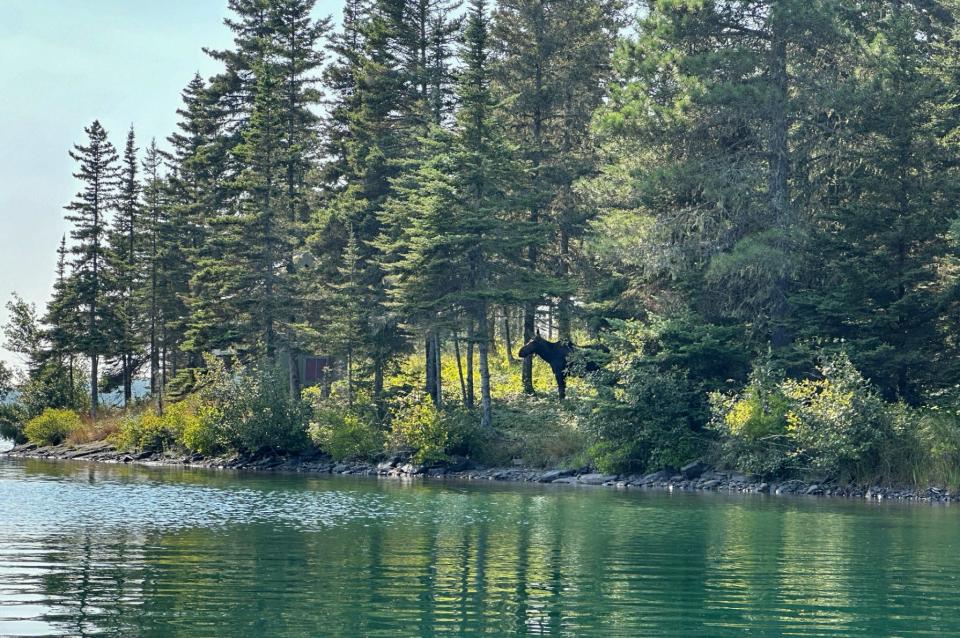 A moose spotted on Glenns Island near Scoville Point at Isle Royale National Park on Sunday, August 18.