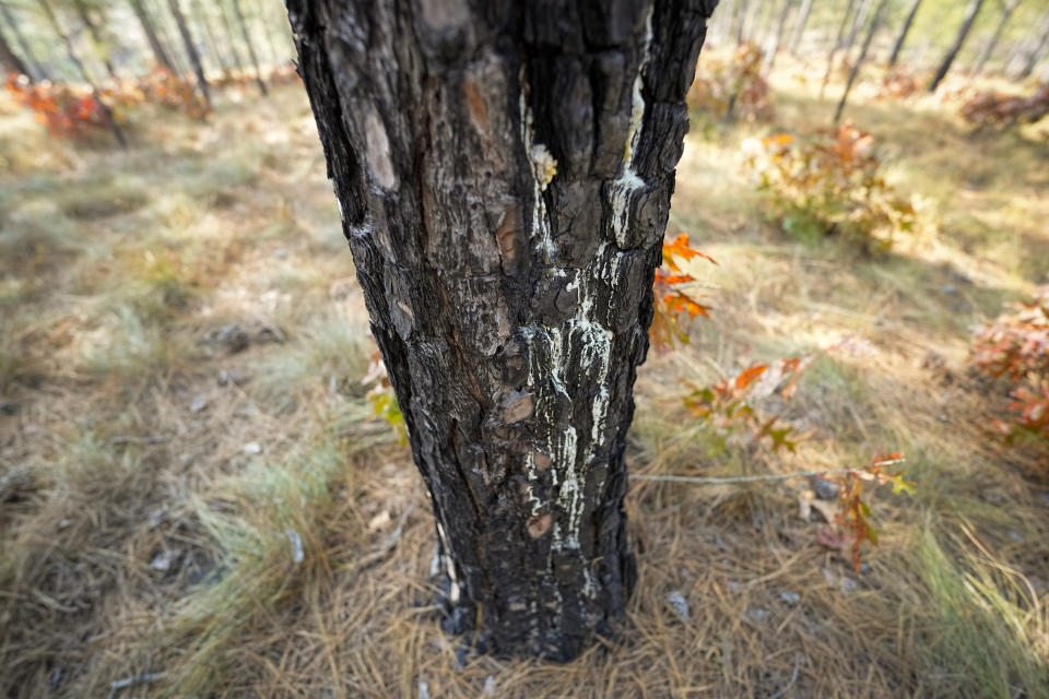 A long leaf pine tree shows signs from previous controlled burns on Jesse Wimberley's property Wednesday, Nov. 8, 2023, in West End, N.C. Grassroots forest burners are proving key to restoring a fire-loving ecosystem across the South. (AP Photo/Chris Carlson)