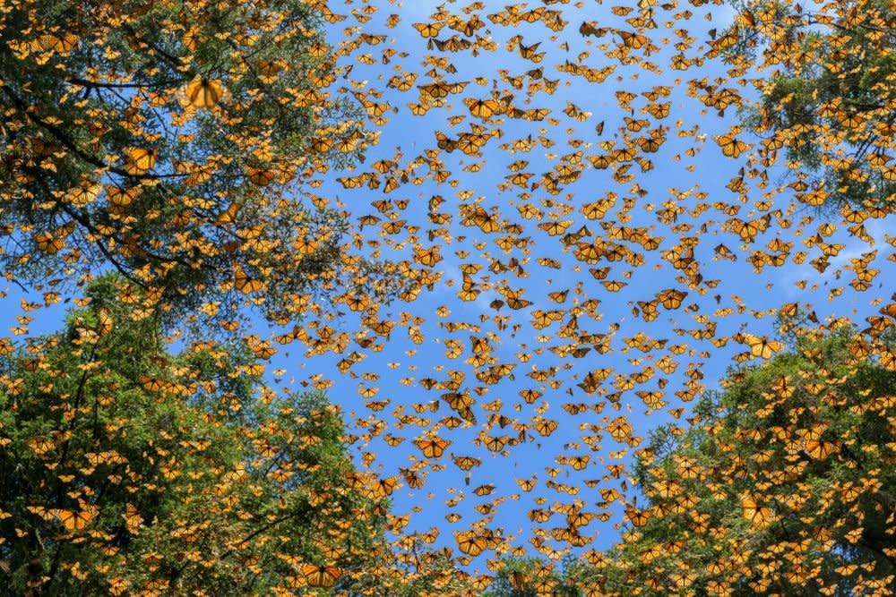 Butterflies stream through protected indigenous fir forests, Michoacán, Mexico, 24 February 2023