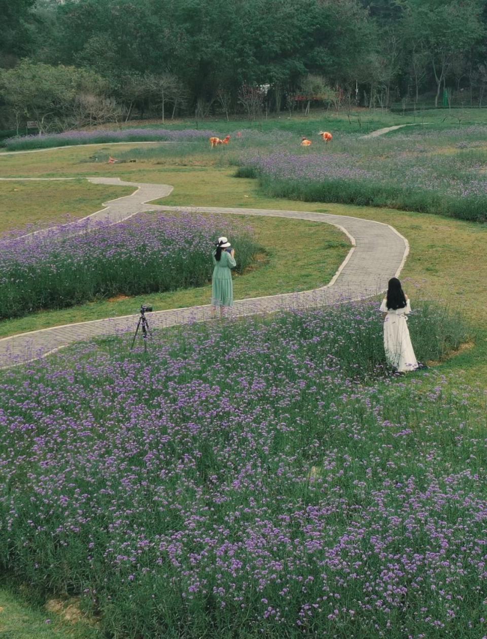 深圳旅遊｜寶安區五指耙公園賞花打卡！超廣闊馬鞭草浪漫花海正值盛開、人少景美森林做背景｜附前往方法