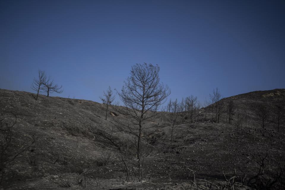 Burnt trees stand in Asklipio village, on the Aegean Sea island of Rhodes, southeastern Greece, on Wednesday, July 26, 2023. A third successive heat has struck Greece, amid more evacuations from fires that have raged out of control for days, while the temperature in many parts of the country soaring Wednesday to as high as 46.4C (115 Fahrenheit). (AP Photo/Petros Giannakouris)