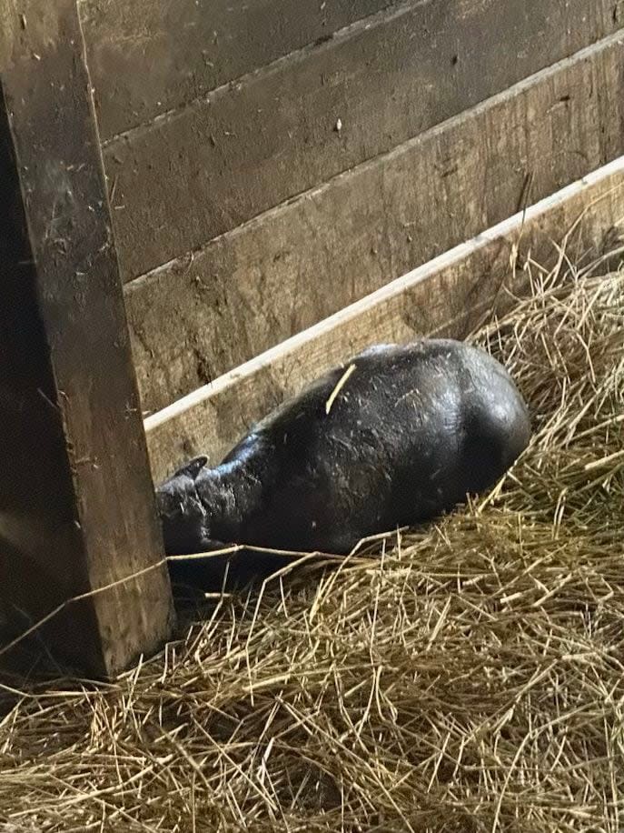 ZooTampa at Lowry Park is celebrating the birth of rare and endangered pygmy hippopotamus.