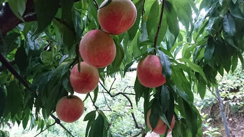 果農表示水蜜桃結果率不到一成，今年產量恐怕只有往年3成。(圖／翻攝畫面)