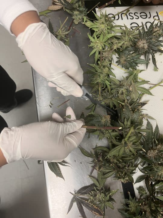 A student at the Cleveland School of Cannabis harvests marijuana flowers from a plant they grew. (Courtesy Photo/Cleveland School of Cannabis)