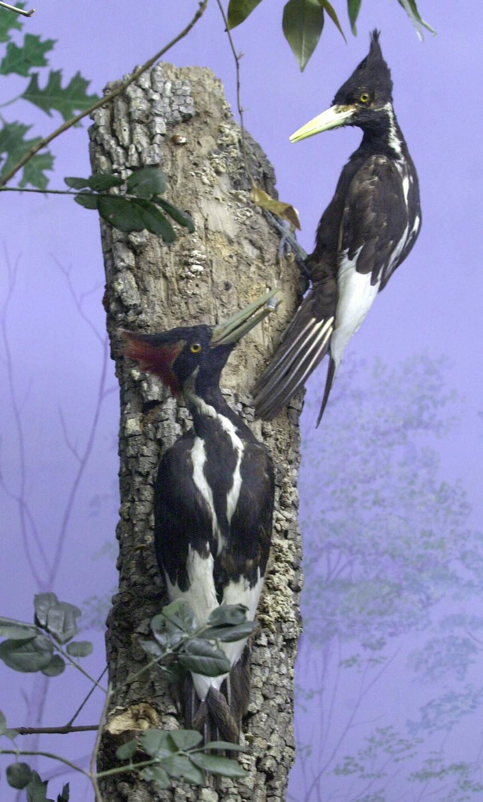 FILE - A pair of stuffed male and female Ivory-billed Woodpeckers are seen in a bottomland exhibit on Oct. 30, 2000, at the Louisiana State University Natural Science Museum in Baton Rouge, La. The federal government has been asked to consider at least two videos made in recent years as evidence that ivory-billed woodpeckers may still exist. The U.S. Fish and Wildlife Service said in July 2022, that it was looking for video or photos that all experts could agree showed the bird. (Bill Feig/The Advocate via AP, File)