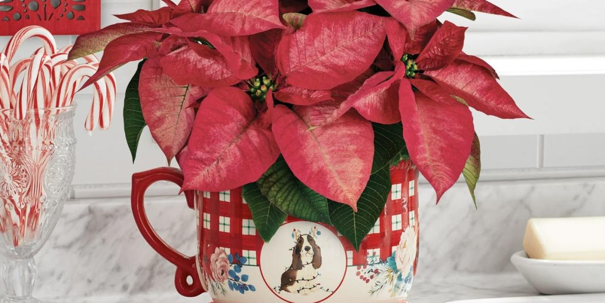 the pioneer woman poinsettia live plant