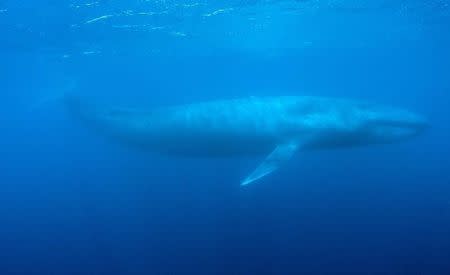 A blue whale swims in the deep blue sea off the coast of Mirissa, in southern Sri Lanka, April 5, 2013. REUTERS/Joshua Barton