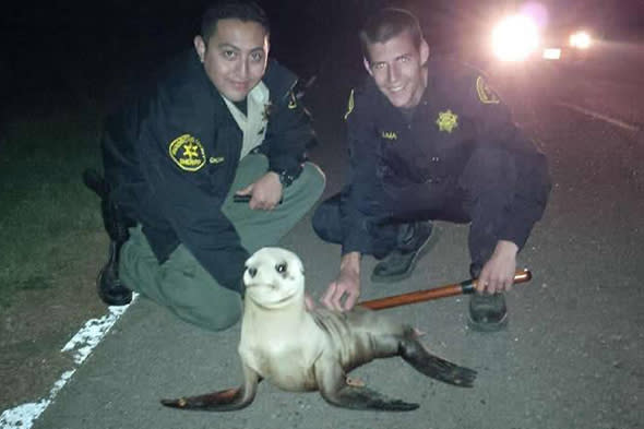 MUST CREDIT: Mendocino County Sheriff/REX. Editorial use onlyMandatory Credit: Photo by Sheriff's/REX Shutterstock (4706386a)Mendocino County Sheriff's Deputies with California sea lion pup on the roadPolice give lost California sea lion pup a lift, Fort Bragg, California, America  - 19 Apr 2015FULL COPY: http://www.rexfeatures.com/nanolink/qb9iMendocino County Sheriffï¿½s Deputies were on routine patrol near Fort Bragg, California, when they came across a lost soul in need - a tiny California sea lion pup. Sheriffï¿½s Deputies observed a small animal moving slowly in the roadway on Sunday (19 April) and stopped to render aid. Due to the darkness and the dense fog the animal was very difficult to see and would have certainly been struck by a vehicle if the deputies had not stopped.The sea lion pup was reportedly 'grateful' to receive a ride and climbed into the rear of the patrol vehicle. The sea lion pup was transported by the Sheriffï¿½s Deputies and successfully released back to its natural habitat.