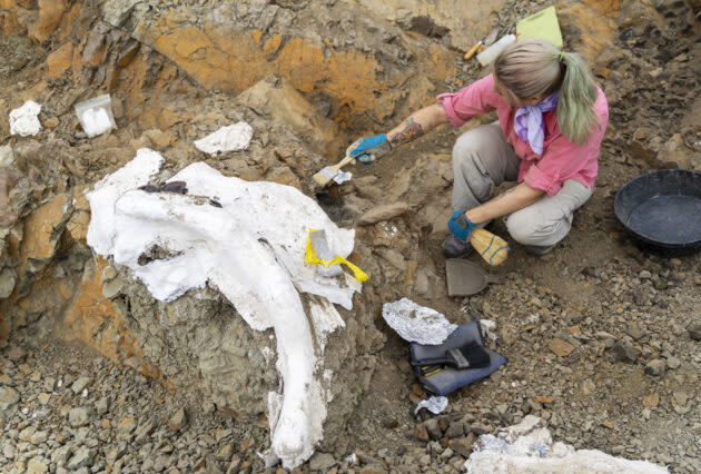 Excavating dinosaur fossil