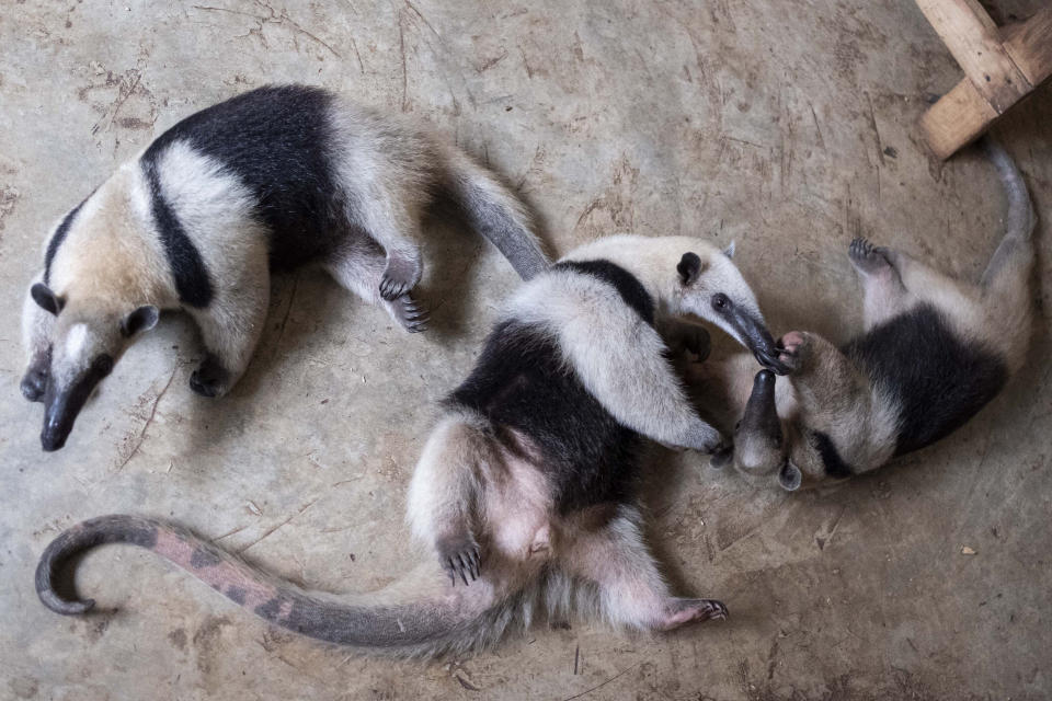 Osos hormigueros juegan en las instalaciones del parque de fauna silvestre Selva Teneek, donde algunos animales reciben atención por estrés debido al calor en medio de una ola de calor y sequía, el 8 de junio de 2024, en Ciudad Valles, México. (AP Foto/Mauricio Palos)