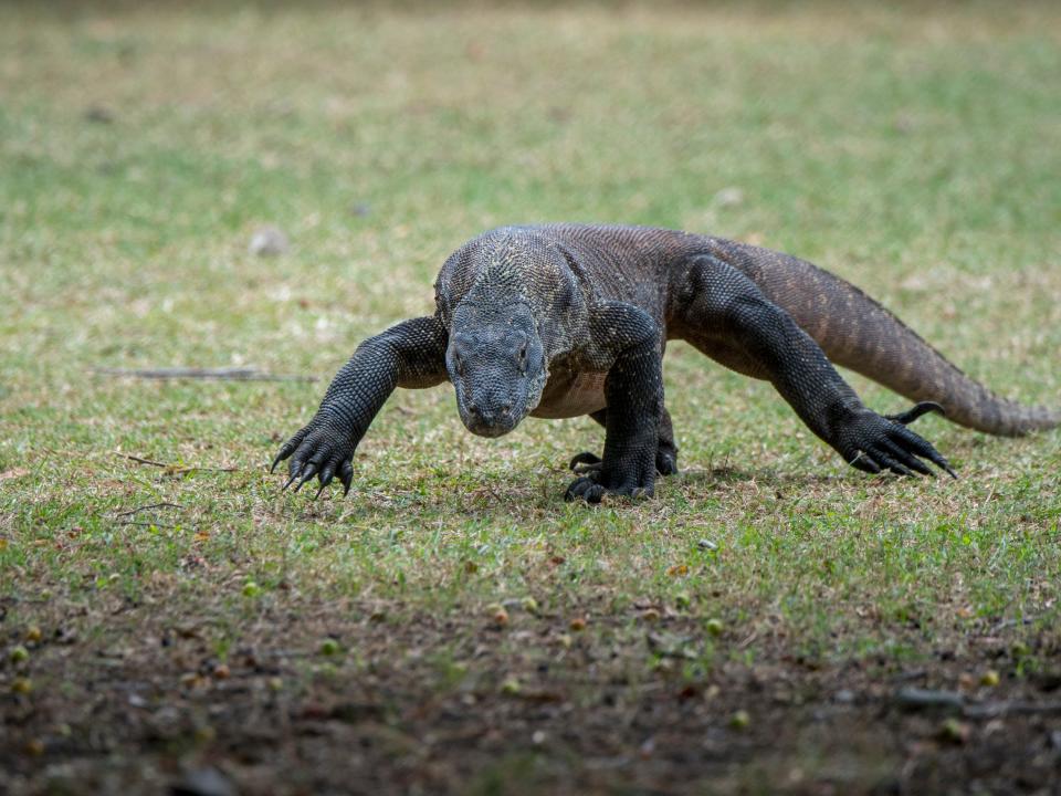 An Komodo dragon is walking through the grass on Rinca Island.