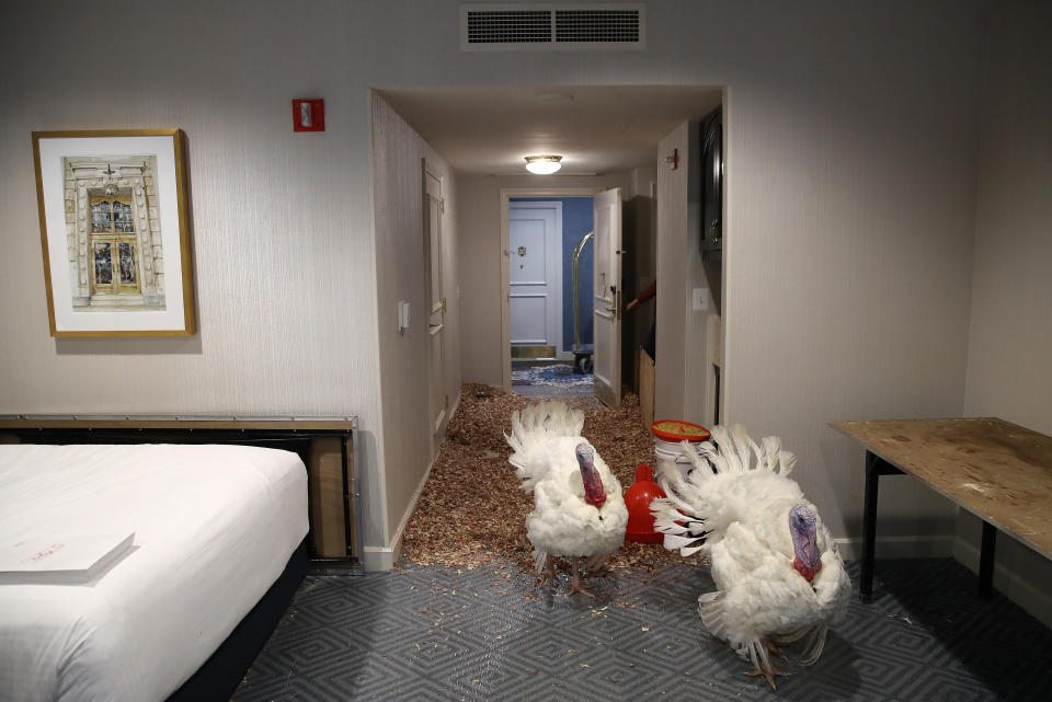 Peas and Carrots, the National Thanksgiving Turkey and its alternate, walk in their hotel room at the Willard InterContinental Hotel after being introduced to members of the media during a press conference held by the National Turkey Federation Nov. 19, 2018, in Washington, D.C. (Photo: Win McNamee/Getty Images)