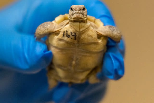 <p>San Diego Zoo Wildlife Alliance</p> A young desert tortoise during the indoor-rearing phase of the San Diego Wildlife Alliance and The Living Zoo's headstart program