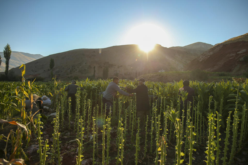 Workers collect tobacco leaves in a field near Kurudere village, Adiyaman province, southeast Turkey, Wednesday, Sept. 28, 2022. Official data released Monday Oct. 3, 2022 shows consumer prices rise 83.45% from a year earlier, further hitting households already facing high energy, food and housing costs. Experts say the real rate of inflation is much higher than official statistics, at an eye-watering 186%. (AP Photo/Emrah Gurel)