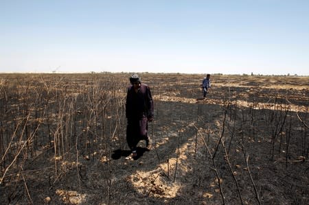 Farmers inspect the wheat crops at their field, which was burned by fire in Alam area, east of Tikrit