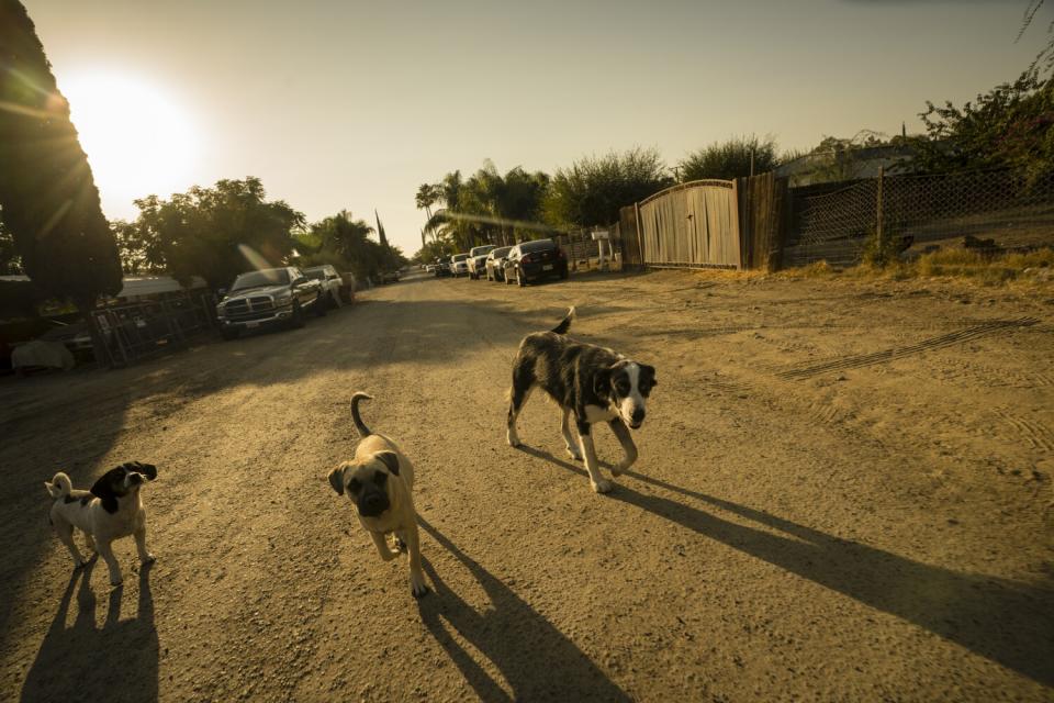 Neighborhood dogs roam a street in Tooleville, where residents receive an allotment of drinking water.