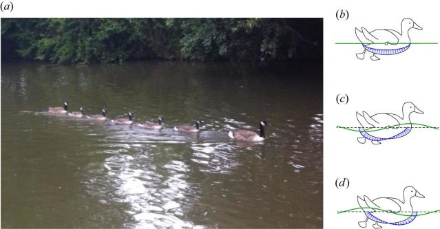 Une étude révèle pourquoi les bébés canards nagent en ligne derrière leur  mère 