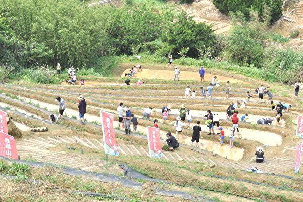 往年鵝尾山水田插秧體驗活動。（北市大地處提供）