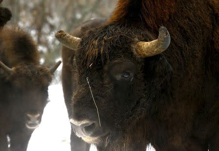 Bisons are seen at a bison nursery in the 30 km (19 miles) exclusion zone around the Chernobyl nuclear reactor near the abandoned village of Dronki, Belarus, January 28, 2016. REUTERS/Vasily Fedosenko