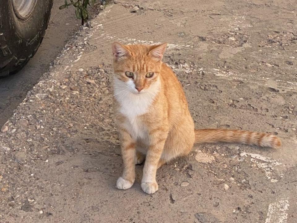 orange and white cat sitting on a street in Greece