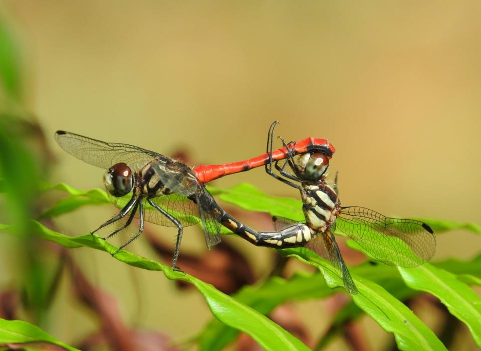 纖紅蜻蜓數量稀少，分布狹窄，只分布在南投縣少數地點的台灣特有種。新故鄉基金會/林業署南投分署提供