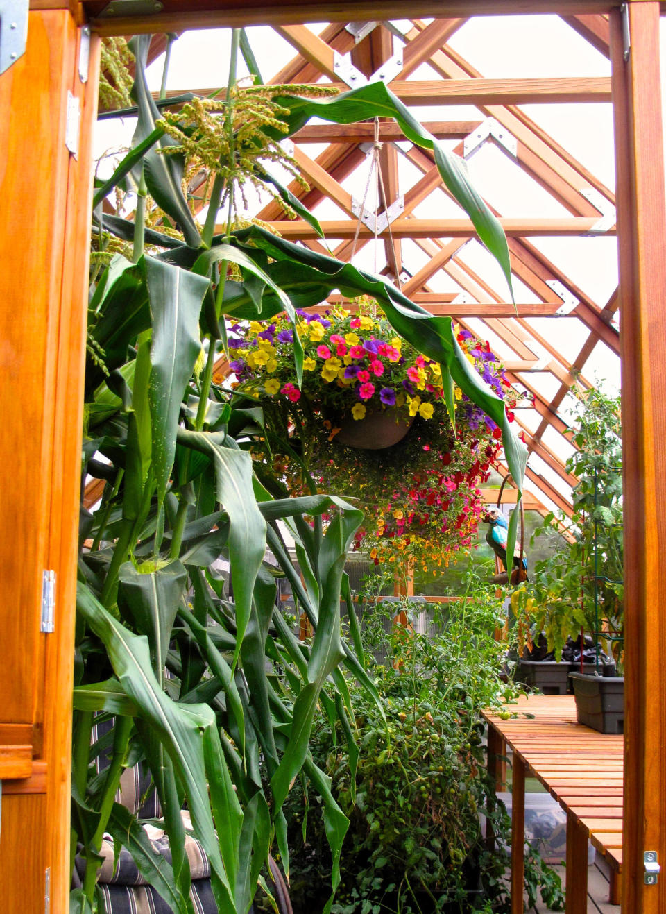 This July 31, 2013 photo shows hanging baskets in a hobby greenhouse near Langley, Wash., and were used not only to add some color and texture to the landscape but also to attract pollinators to the surrounding sweet corn and tomato plants. Using pollinator plants in hanging baskets can attract beneficial insects to gardens and greenhouses. (Dean Fosdick via AP)