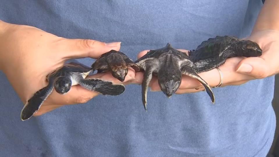 Two dozen sea turtles have washed up on shore in Brevard County as Tropical Storm Eta has been bringing wind and some rain to the area all day Monday.