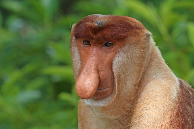 A closeup of a male proboscis monkey, Nasalis larvatus