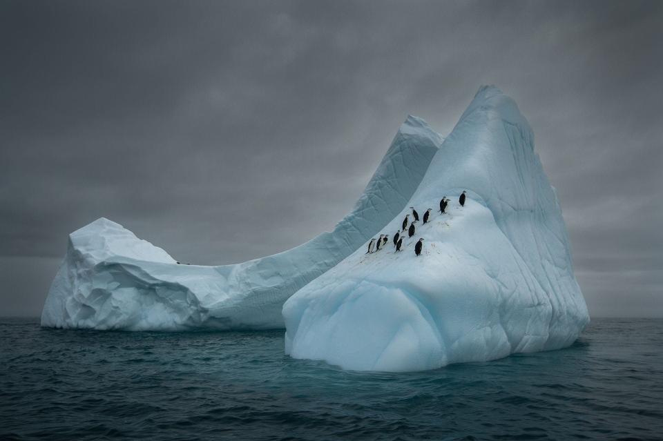 "Travelers" by Mariusz Potock. Penguins on an iceberg.