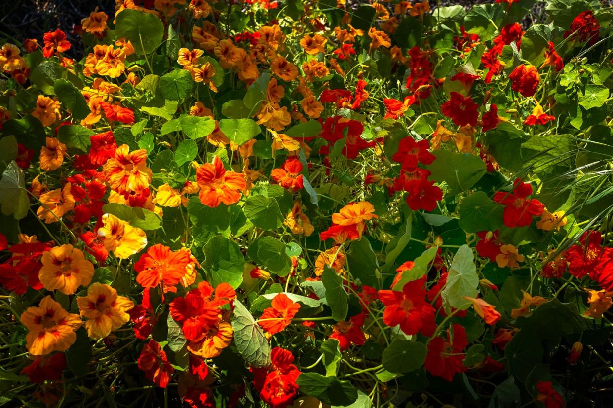 nasturtium