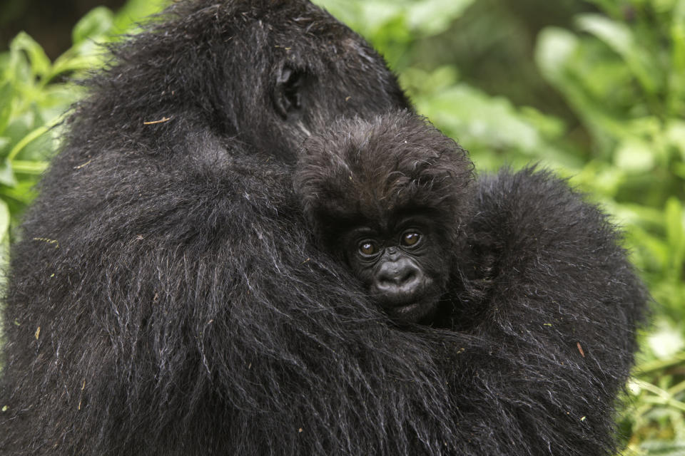 A 'Susa Family' female Mountain Gorilla (Gorilla beringei beringei) with a baby in the Virunga Mountains of Volcanoes National Park, Rwanda.  The mountain gorilla is listed as Critically Endangered on the IUCN Red List.  The total world population of mountain gorillas is 880, according to census data released in 2012 by the Uganda Wildlife Authority.